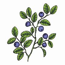 Image result for Huckleberry ClipArt