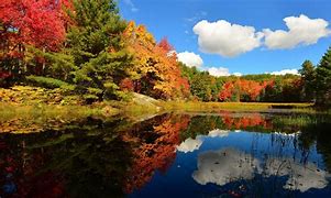 Image result for Fall Leaves Neutral Wallpaper