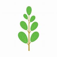 Image result for Leafy Green Icon