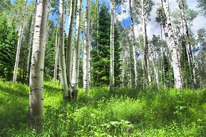 Image result for Aspen Leaf On a Stem