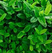 Image result for Leaf Arrangement of Grass