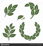 Image result for Bay Leaf Illustration