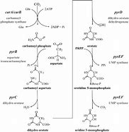 Image result for What Is De Novo Synthesis