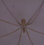 Image result for Juvenile Brown Recluse Spider