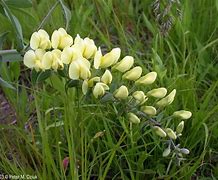 Image result for Plains Wild Indigo