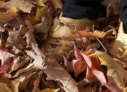 Image result for Autumn Leaves Falling Wallpaper