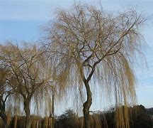 Image result for Weeping Willow Tree in Winter