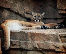 Image result for Mountain Lion Cougar Animal