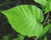 Image result for Paper Birch Leaves