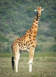 Image result for Giraffe Stock Image