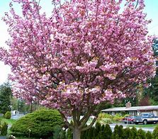 Image result for Identify Cherry Tree