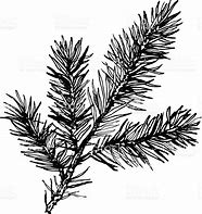 Image result for Pine Tree Leaves Vector