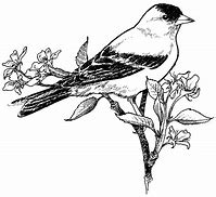 Image result for Birds On a Branch Art