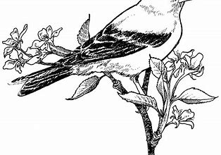 Image result for White Bird Drawing