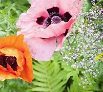 Image result for Beautiful Poppy Flower