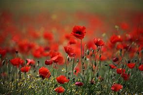 Image result for Poppy Flower Red Smoke