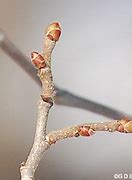 Image result for Beaked Hazelnut Buds