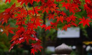 Image result for Best Fall Color Maple Tree