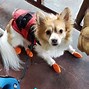 Image result for Corgi Papillon Mix Dogs