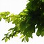 Image result for Leaf Branch Clip Art