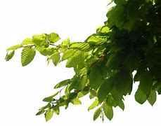 Image result for Silhouette Tree Branch and Trunk