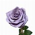 Image result for Dusty Rose Color Flowers