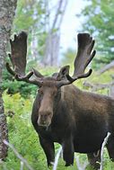 Image result for Moose Clip Art Free Images