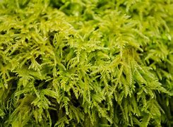 Image result for Moss Getophyte