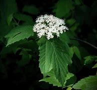 Image result for Maple Leaf Viburnum Shrub