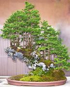 Image result for Bonsai Tree Forest