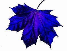 Image result for Fall Leaf Outline Clip Art