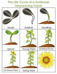 Image result for Sunflower Plant Growth Stages