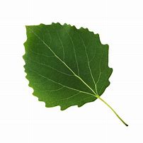 Image result for Aspen Leaf Tattoo