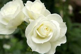 Image result for Pretty White Roses