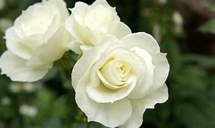 Image result for White Rose Charachter