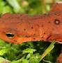 Image result for Small Red Newt