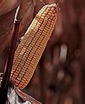 Image result for Non-GMO Field Corn