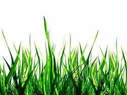 Image result for Cartoon Grass Background PNG