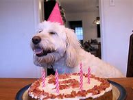 Image result for Best Birthday Cakes for Dogs