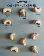 Image result for Cashew Nut Size Chart