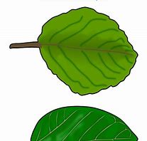 Image result for Printable Real Leaf