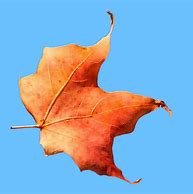 Image result for Maple Leaf Coloring