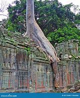 Image result for Elephant Trunk Tree