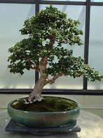 Image result for Fukien Tea Bonsai Tree