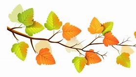 Image result for Fall Floral Border