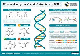 Image result for DNA Chemical Sgtructure