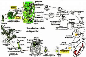 Image result for Lycophyte Life Cycle