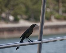 Image result for Rtexas State Bird