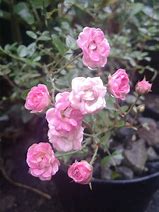 Image result for Baby Rose Flower