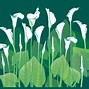 Image result for Lily Flower Vector